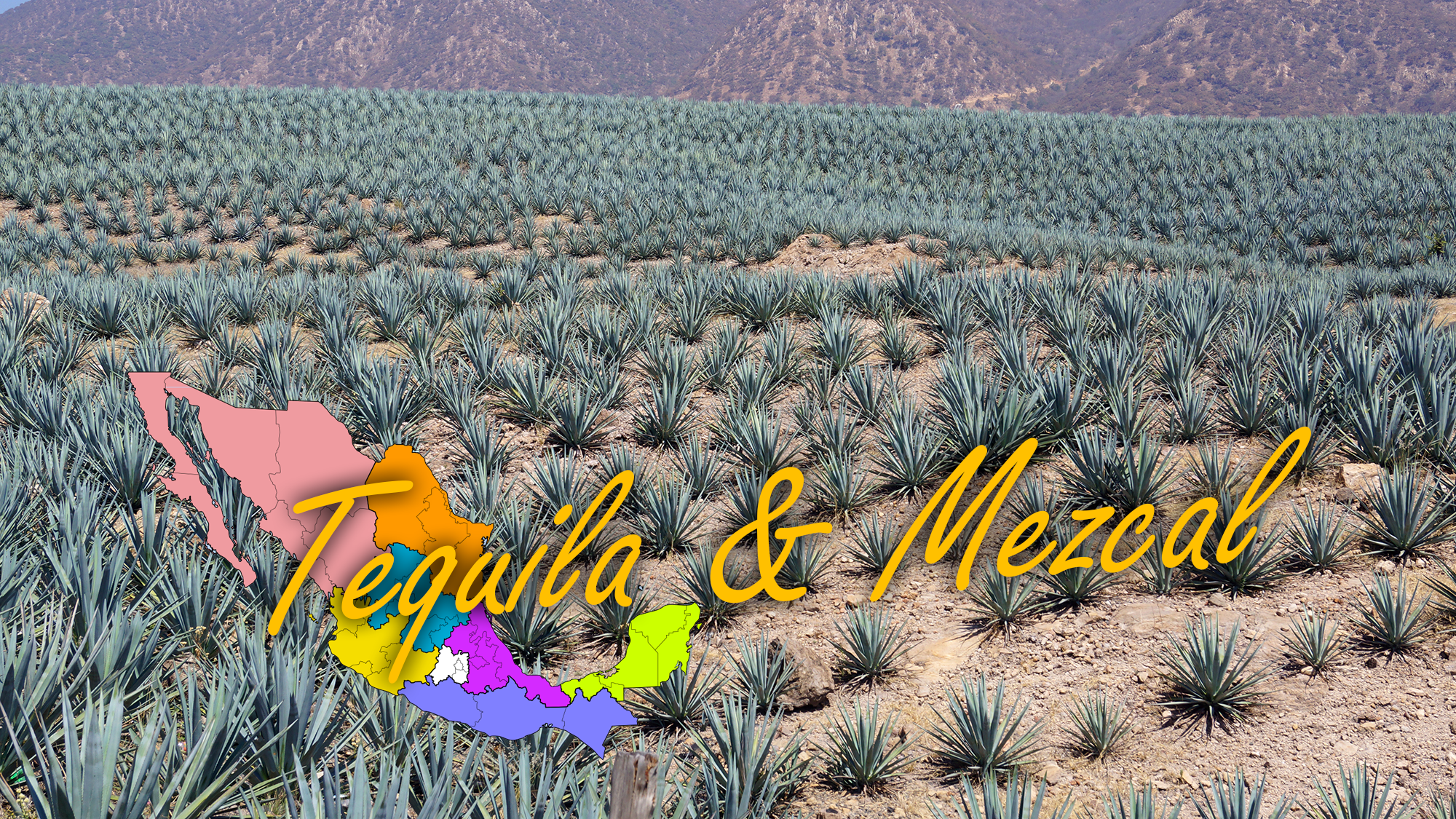 Tequila and Mezcal Night